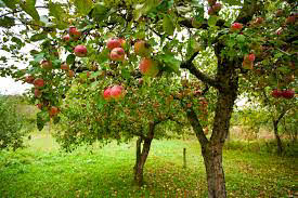 Fruit trees at Hart Hill Four Marks
